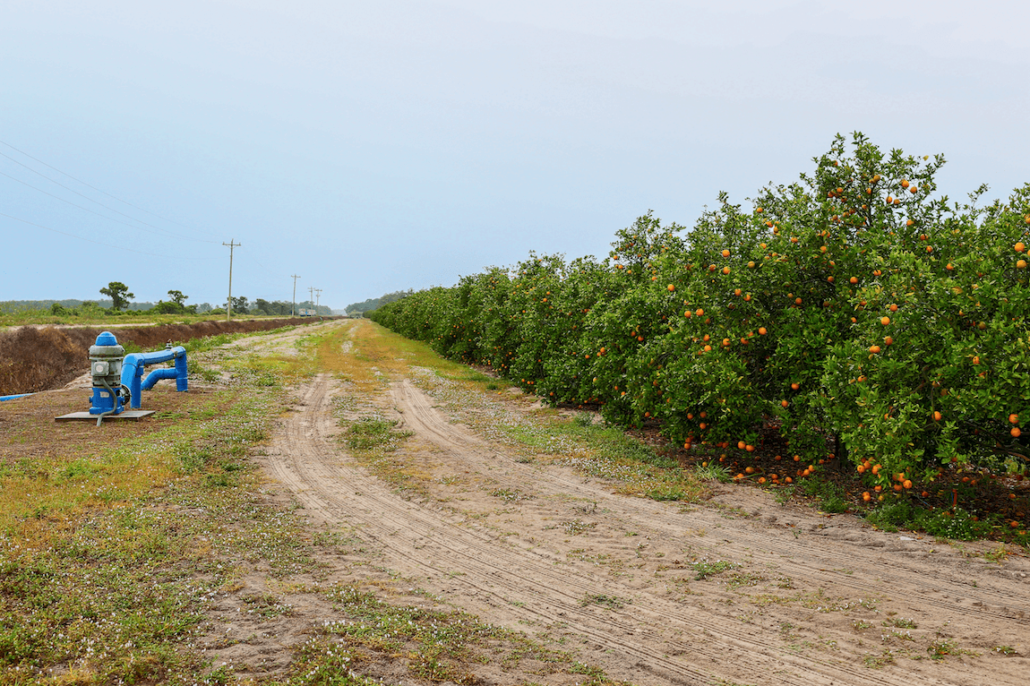 A dirt road between a field of orange trees and a blue metal pipe.