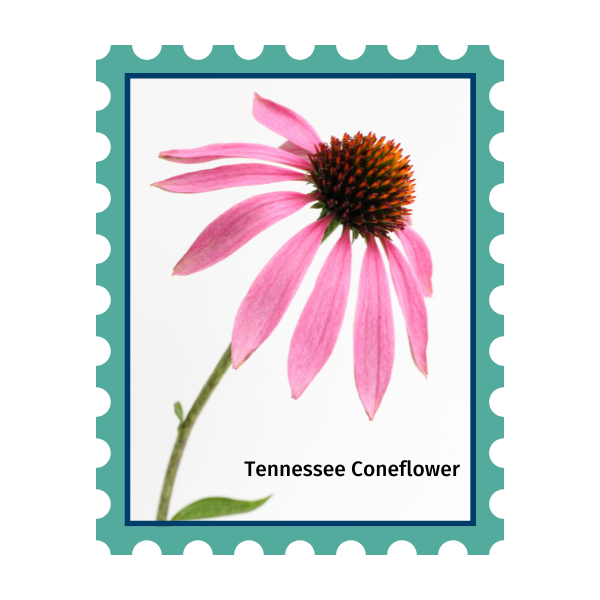 A graphic of a stamp that has Nashville '25 at the top with a picture of a Tennessee coneflower.