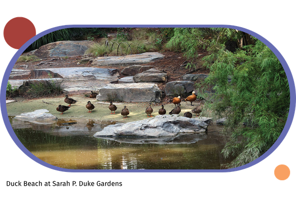A photo from Duck Beach of a group of ducks standing in the water and on large flat rocks next to a tree-lining at Duke Gardens set in an oval with a purple background. There are dark red and orange bubbles that frame the oval.