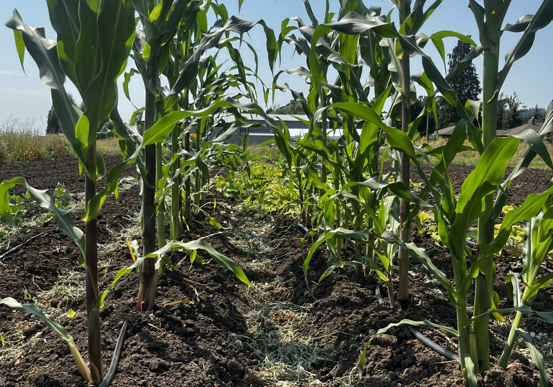 a picture of Peruvian Corn